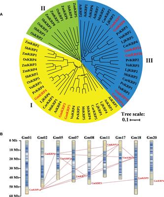 Characterization of the soybean KRP gene family reveals a key role for GmKRP2a in root development